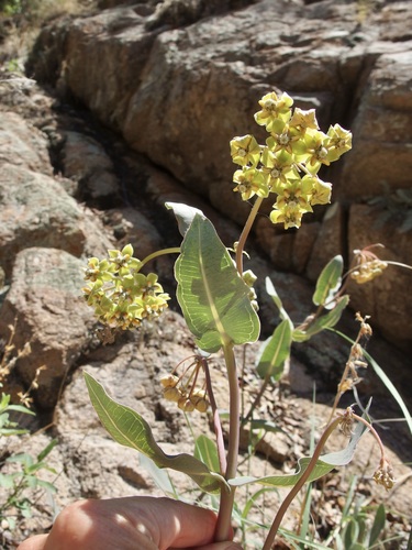 Asclepias elata (Asclepias elata)