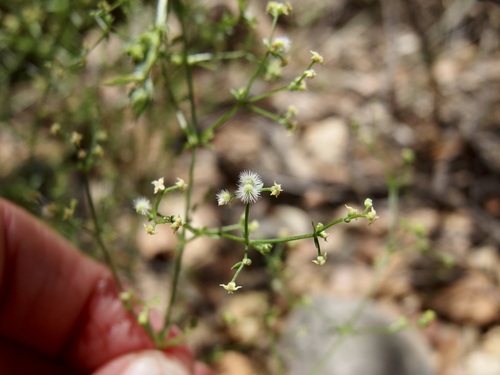 Wright's bedstraw (Galium wrightii)