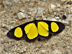 Cyllopoda jatropharia