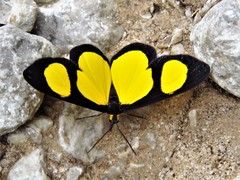 Cyllopoda jatropharia