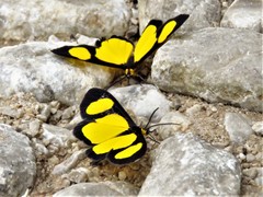 Cyllopoda jatropharia
