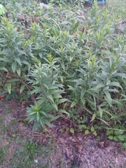 Solidago gigantea
