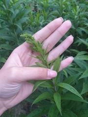 Solidago gigantea