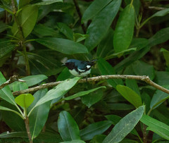 Setophaga caerulescens cairnsi