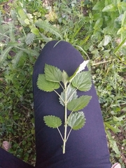 Urtica dioica