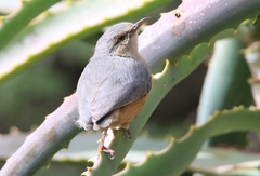Sylvietta rufescens pallida