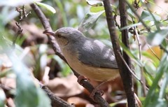 Sylvietta rufescens pallida