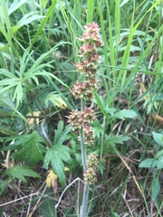 Micranthes hieraciifolia