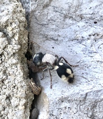 Ronisia barbarula