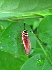 Pseudomops interceptus