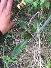 Micranthes hieraciifolia