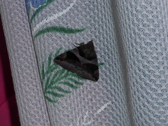 Bastilla arcuata