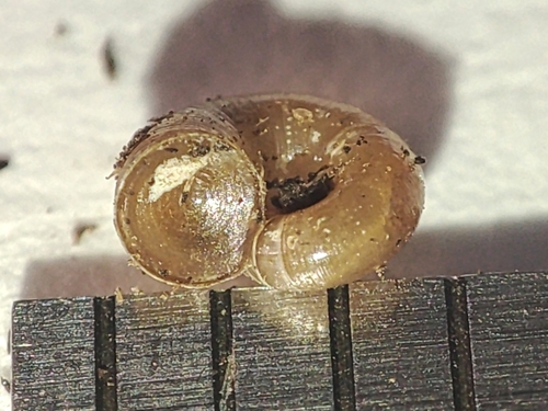 Valvata macrostoma observed 2024-10-18