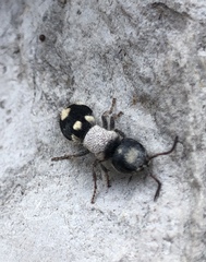 Ronisia barbarula