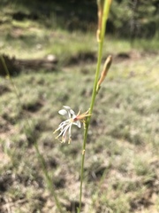 Oenothera podocarpa