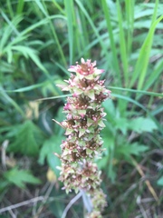 Micranthes hieraciifolia