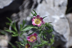 Anemone multifida