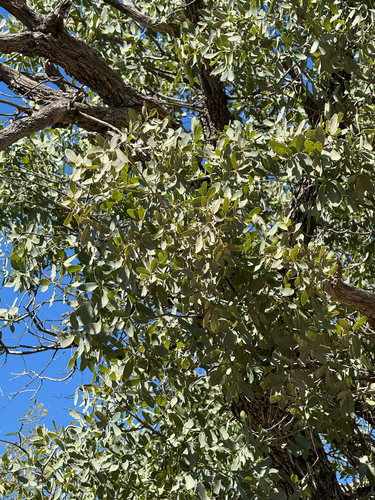 Image of Quercus oblongifolia by (c) CK2AZ, some rights reserved (CC BY)
