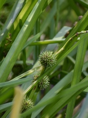 Sparganium eurycarpum