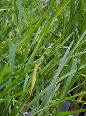 Sparganium eurycarpum