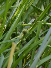 Sparganium eurycarpum