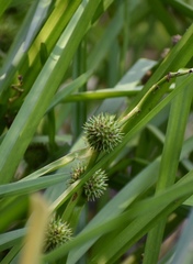 Sparganium eurycarpum