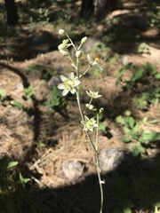 Anticlea elegans elegans