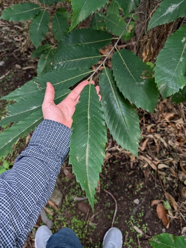 Sweet chestnut (Castanea sativa)