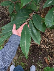 Castanea sativa — photo 3