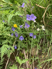 Veronica fruticans