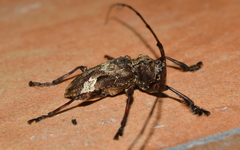 Lagocheirus araneiformis