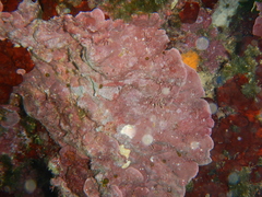Lithophyllum stictaeforme