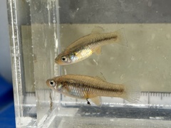 Big Bend Gambusia photo 3