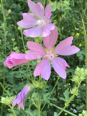 Malva alcea