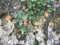 Aquilegia desertorum