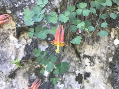 Aquilegia desertorum