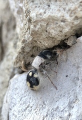 Ronisia barbarula