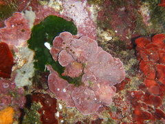 Lithophyllum stictaeforme