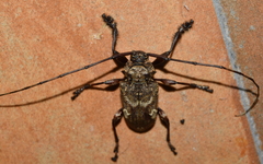 Lagocheirus araneiformis