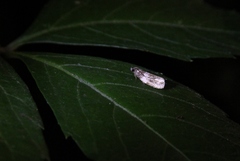 Olethreutes fasciatana