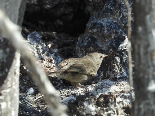 Grey Warbler-Finch (Certhidea fusca), photo 10