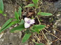 Tradescantia brevifolia