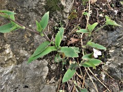 Tradescantia brevifolia