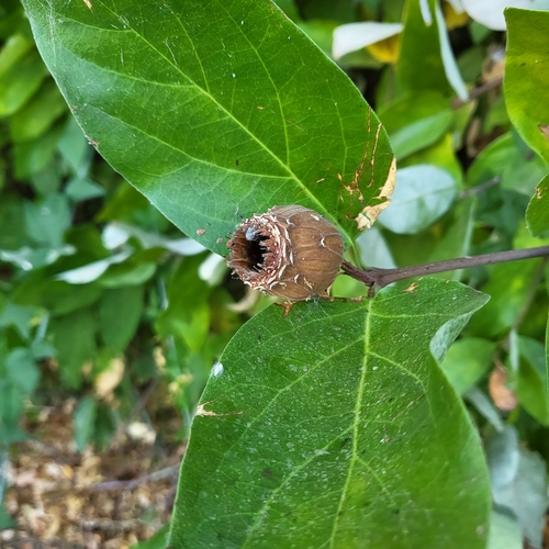 Western Spicebush fruiting