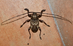 Lagocheirus araneiformis