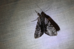 Catocala andromedae