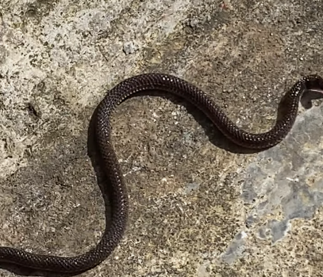 Dalat Dwarf Snake