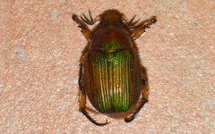 Xochicotlia micans
