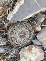 Mammillaria chionocephala