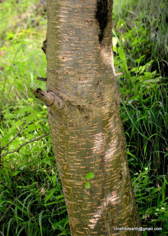 Nepal Alder (Utis) (Flora of Chandragiri) · iNaturalist